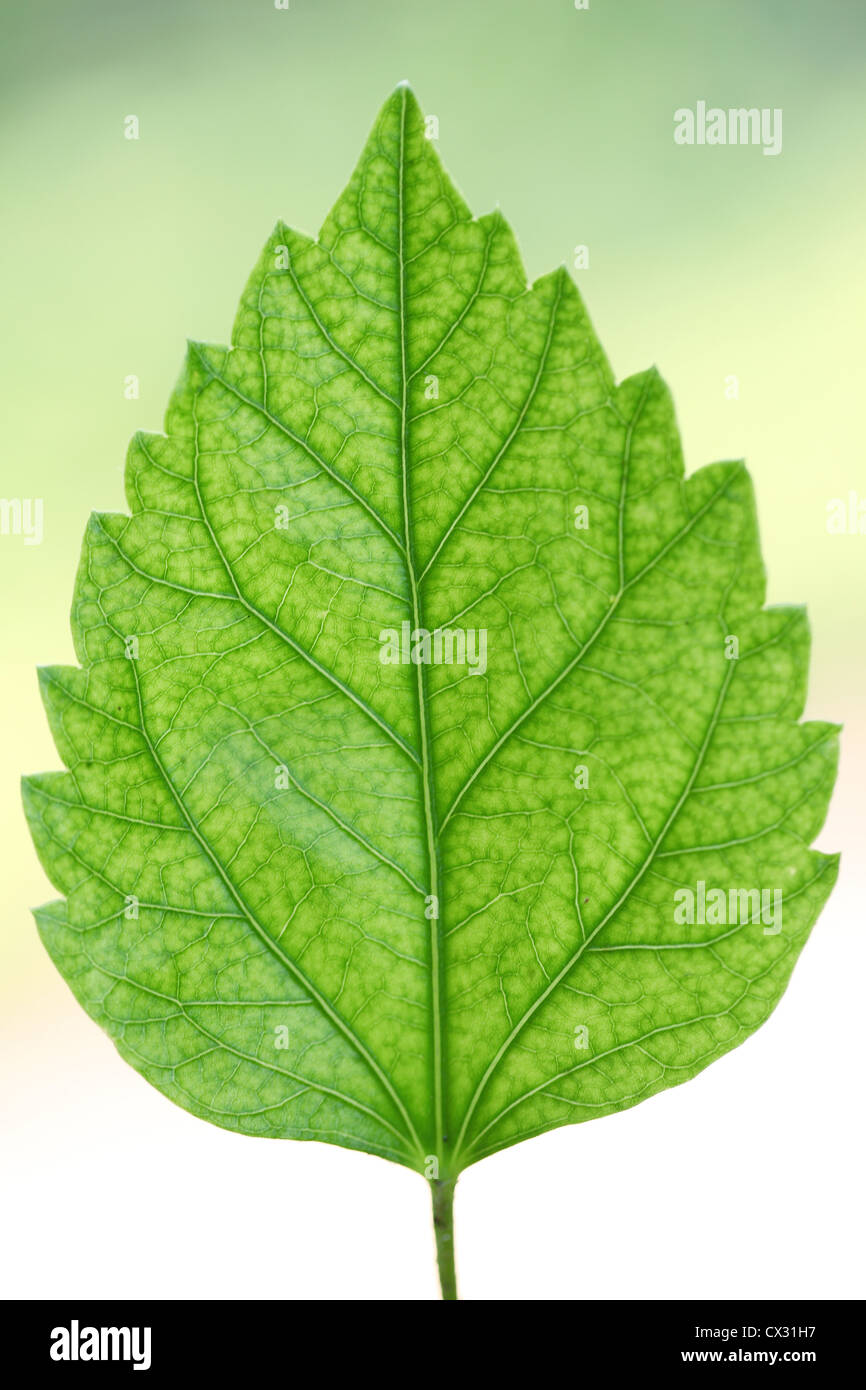 Closeup of green leaf against green background Stock Photo - Alamy