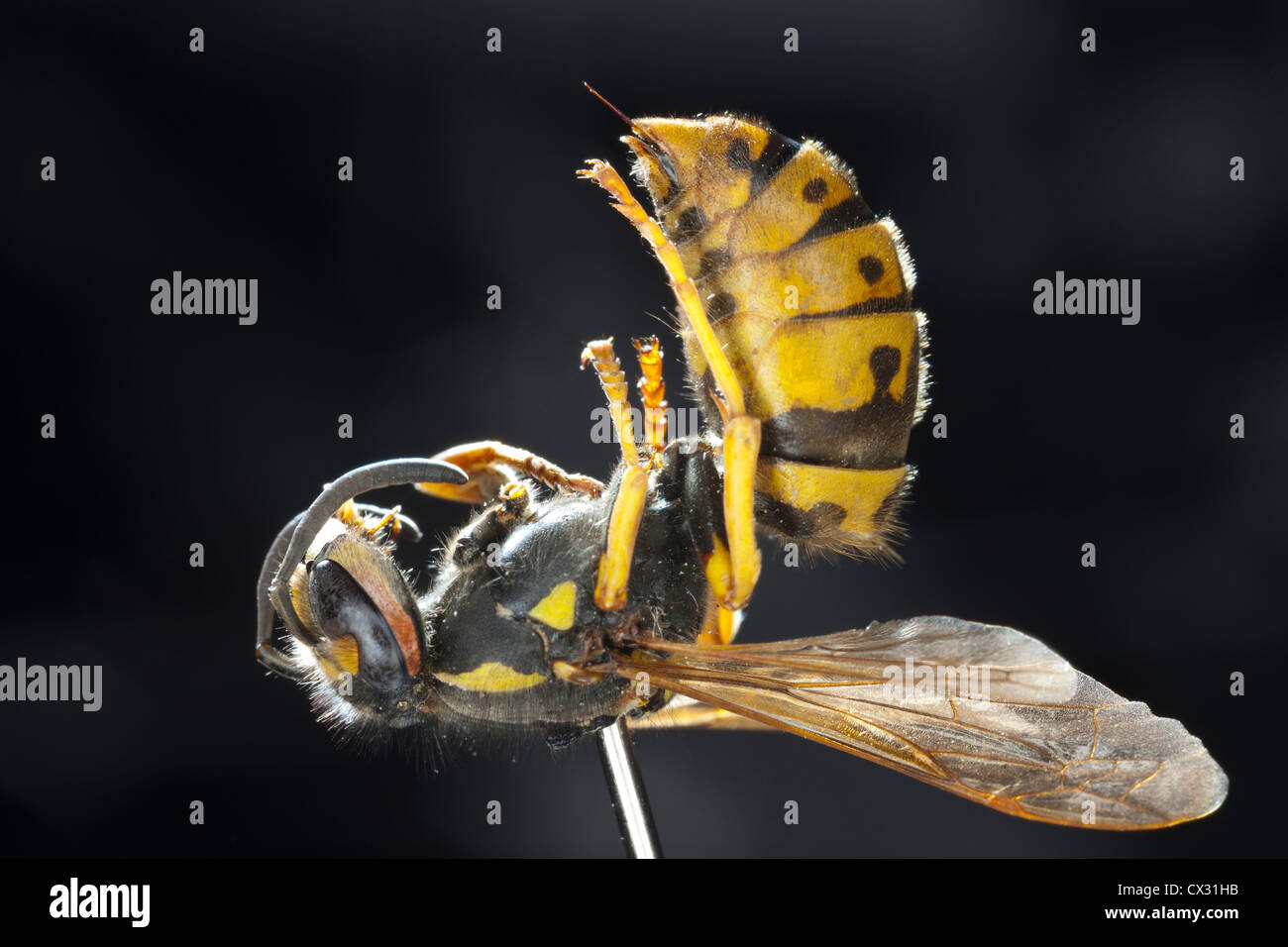 a macro image of a bee Stock Photo