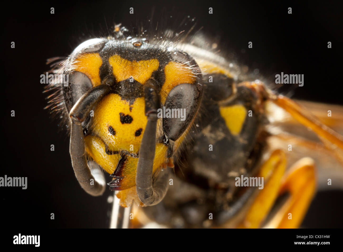 a macro image of a bee Stock Photo