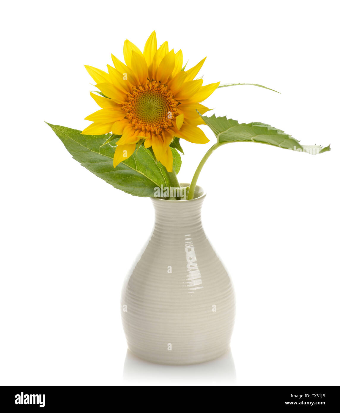 Sunflower In A Vase On White Background Stock Photo - Alamy