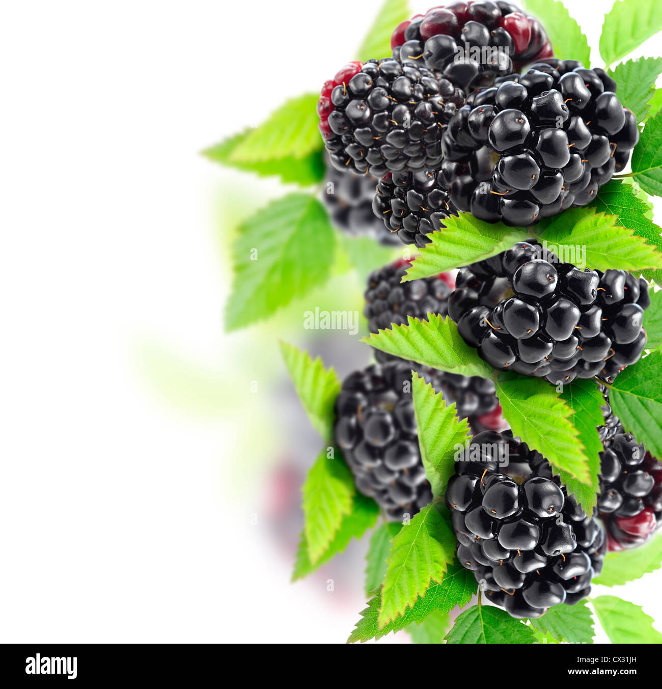 Blackberries With Leaves On White Background Stock Photo