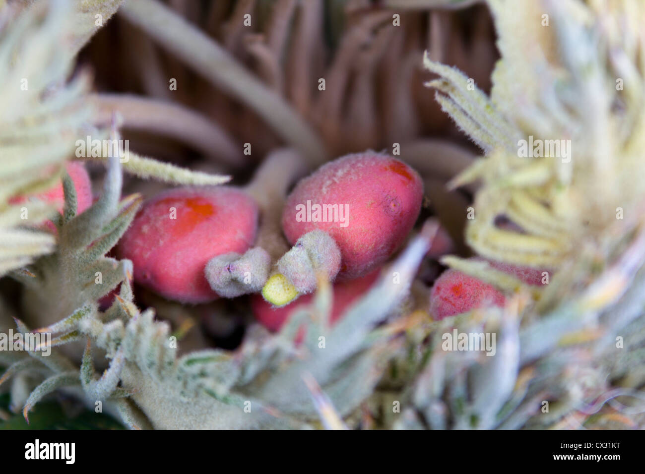 Kind Sago Seeds, Cycas revoluta (sago cycad); poisonous to animals beta-Methylamino-L-alanine Stock Photo