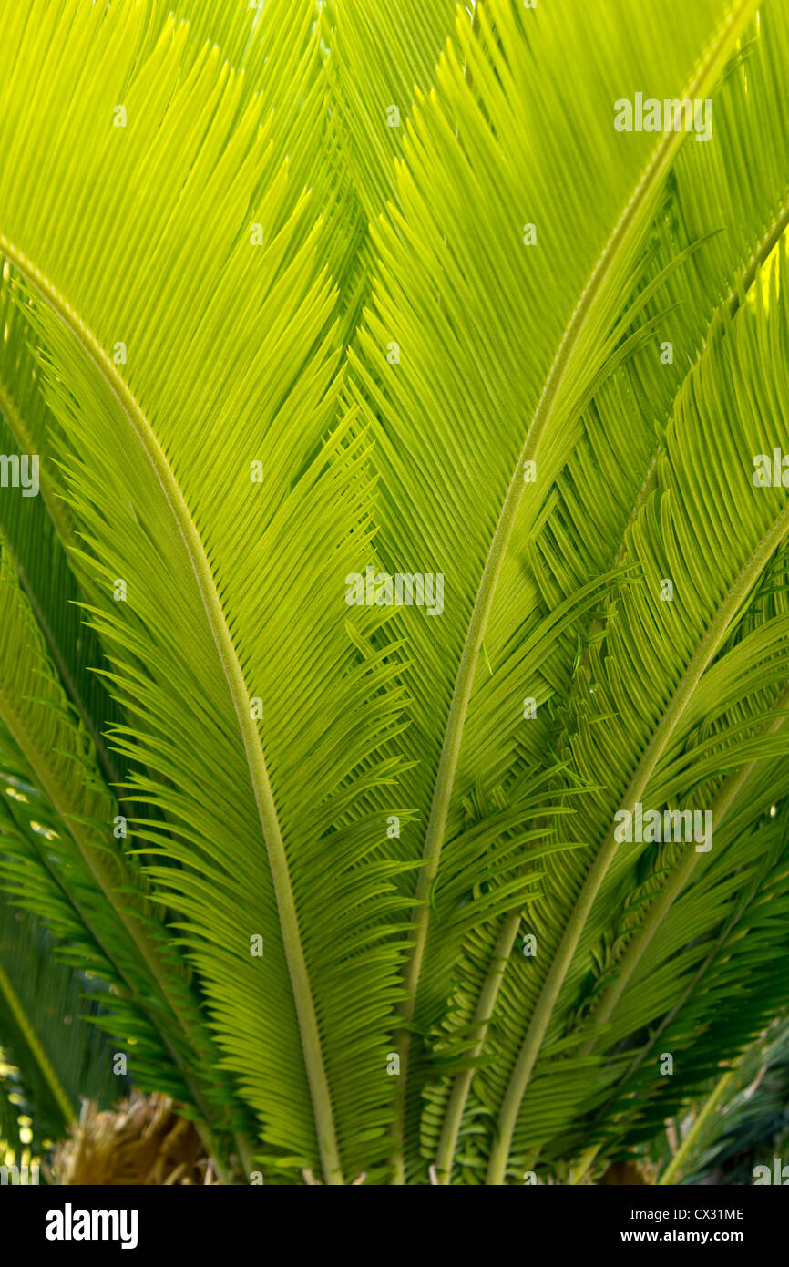 Sago Palm Stock Photo