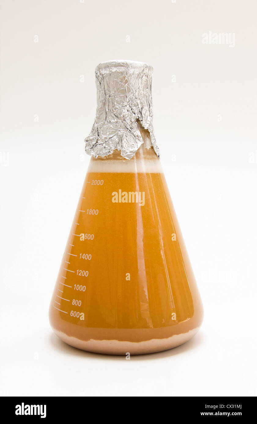 Saccharomyces cerevisiae brewers yeast hires stock photography and