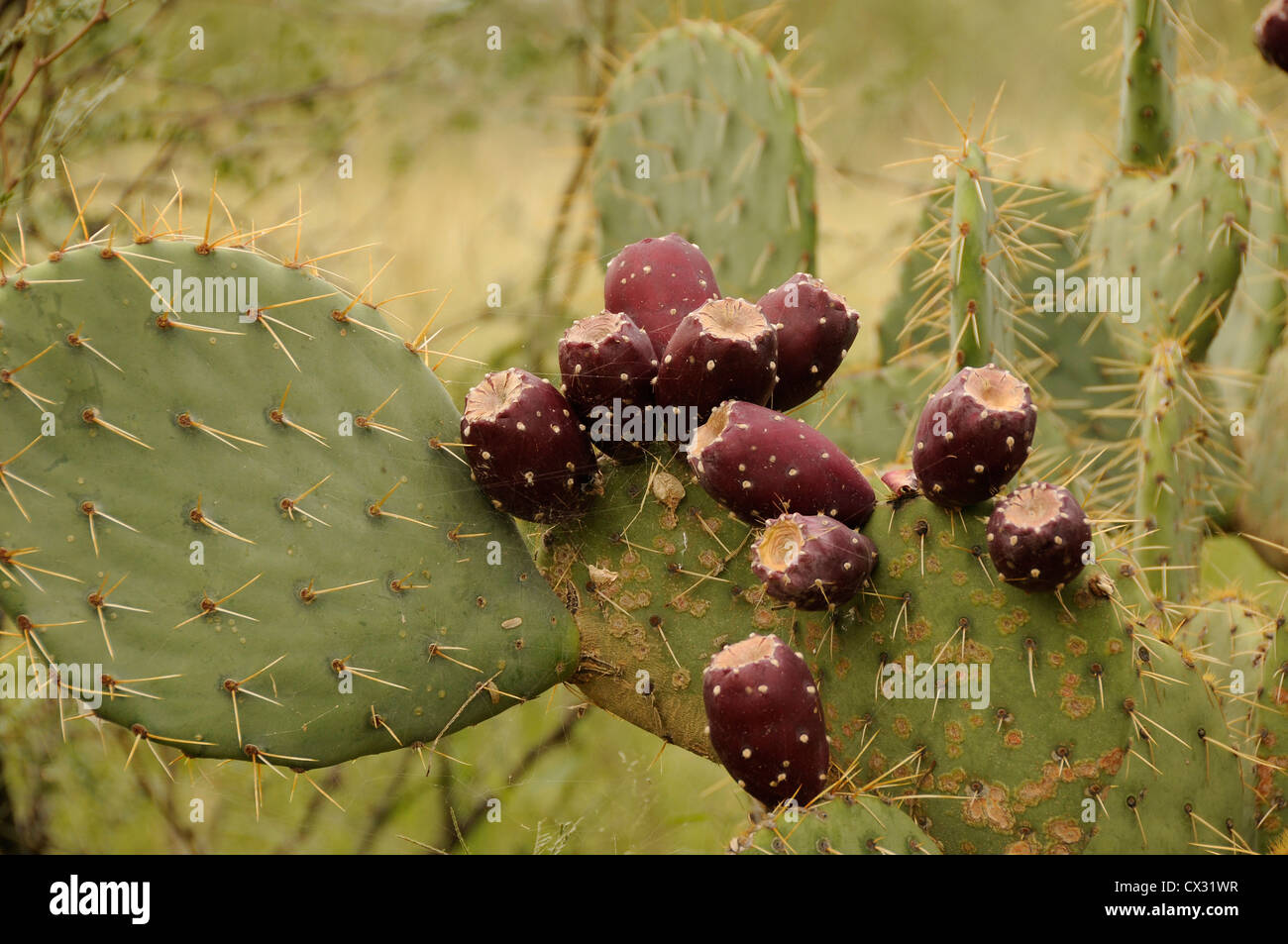 Prickly pear cactus bear fruit, Santa Rita Mountains, Coronado National