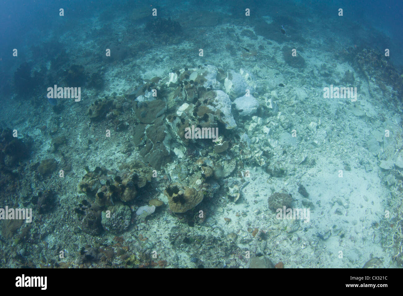 A Dynamited Coral Head With Dead Fish On The Bottom Destroyed By