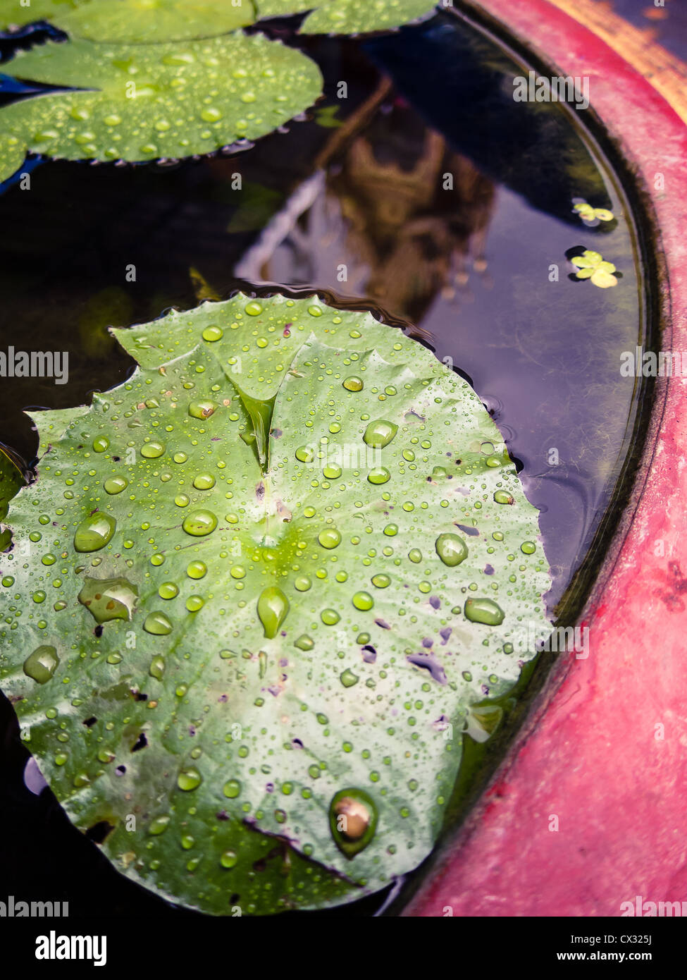 Drop of water on green leaf of lotus in big pot Stock Photo - Alamy
