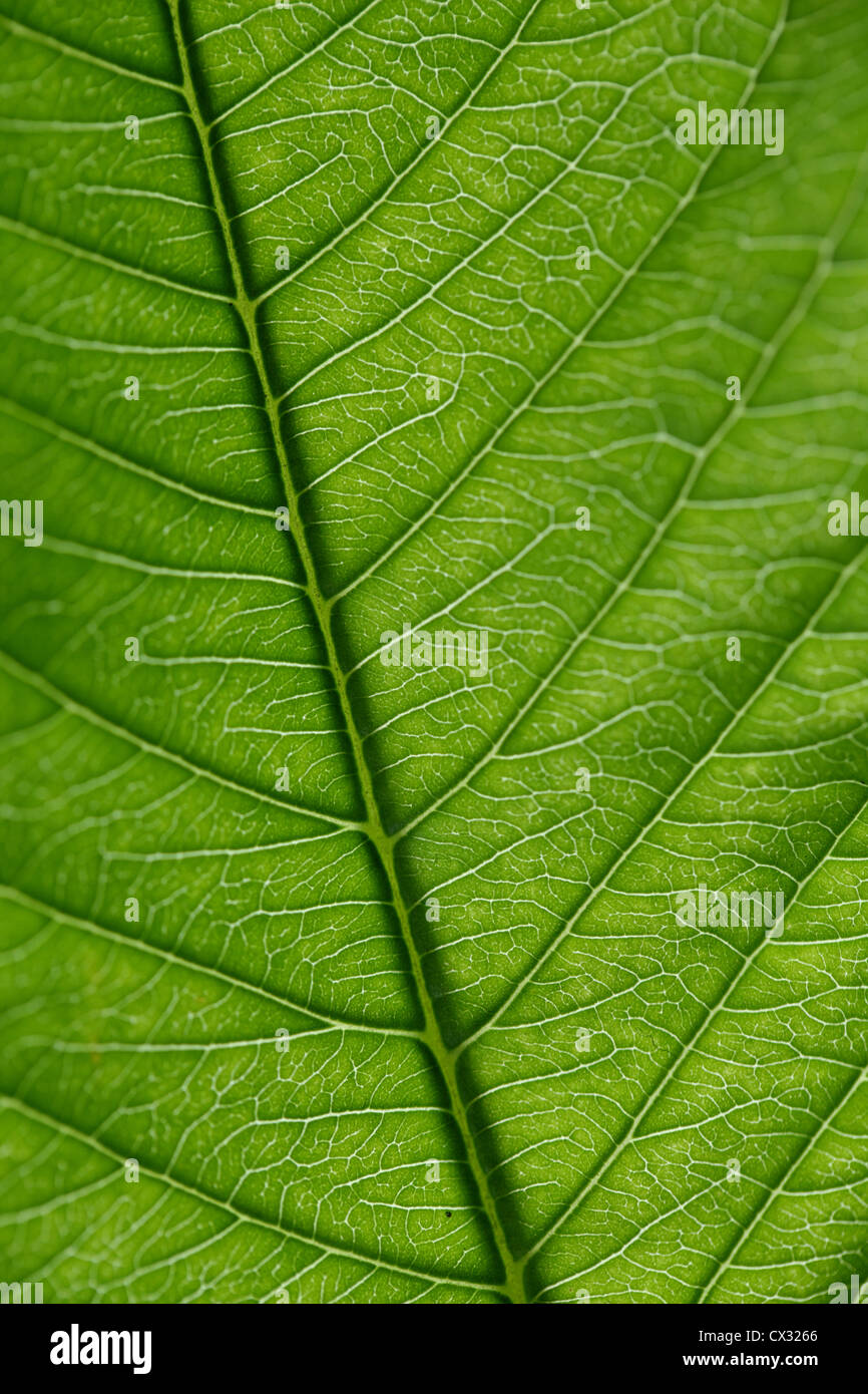 Closeup of green leaf vein for backgrounds Stock Photo - Alamy
