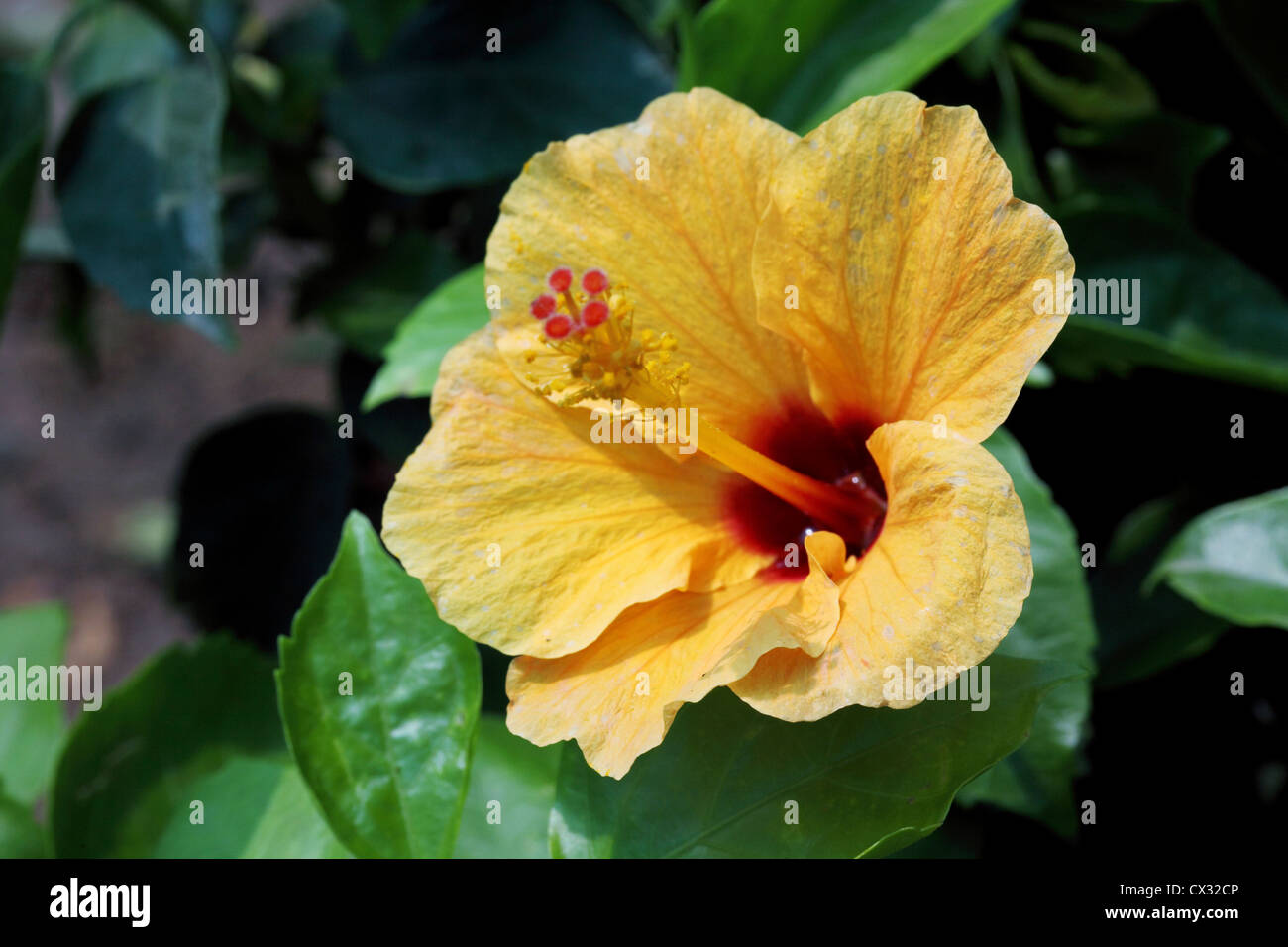 Closeup of yellow color hibiscus flower Stock Photo