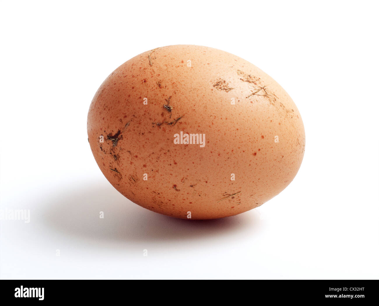 Egg soiled with bird dung as a cause of salmonellosis Stock Photo Alamy