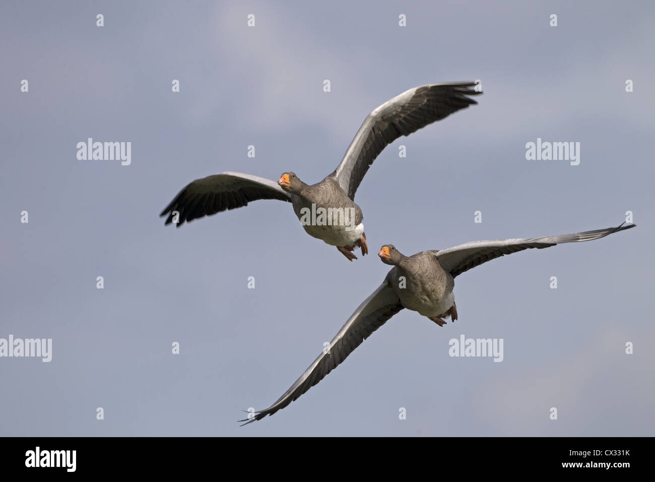 Greylag Geese Anser anser in Flight Stock Photo