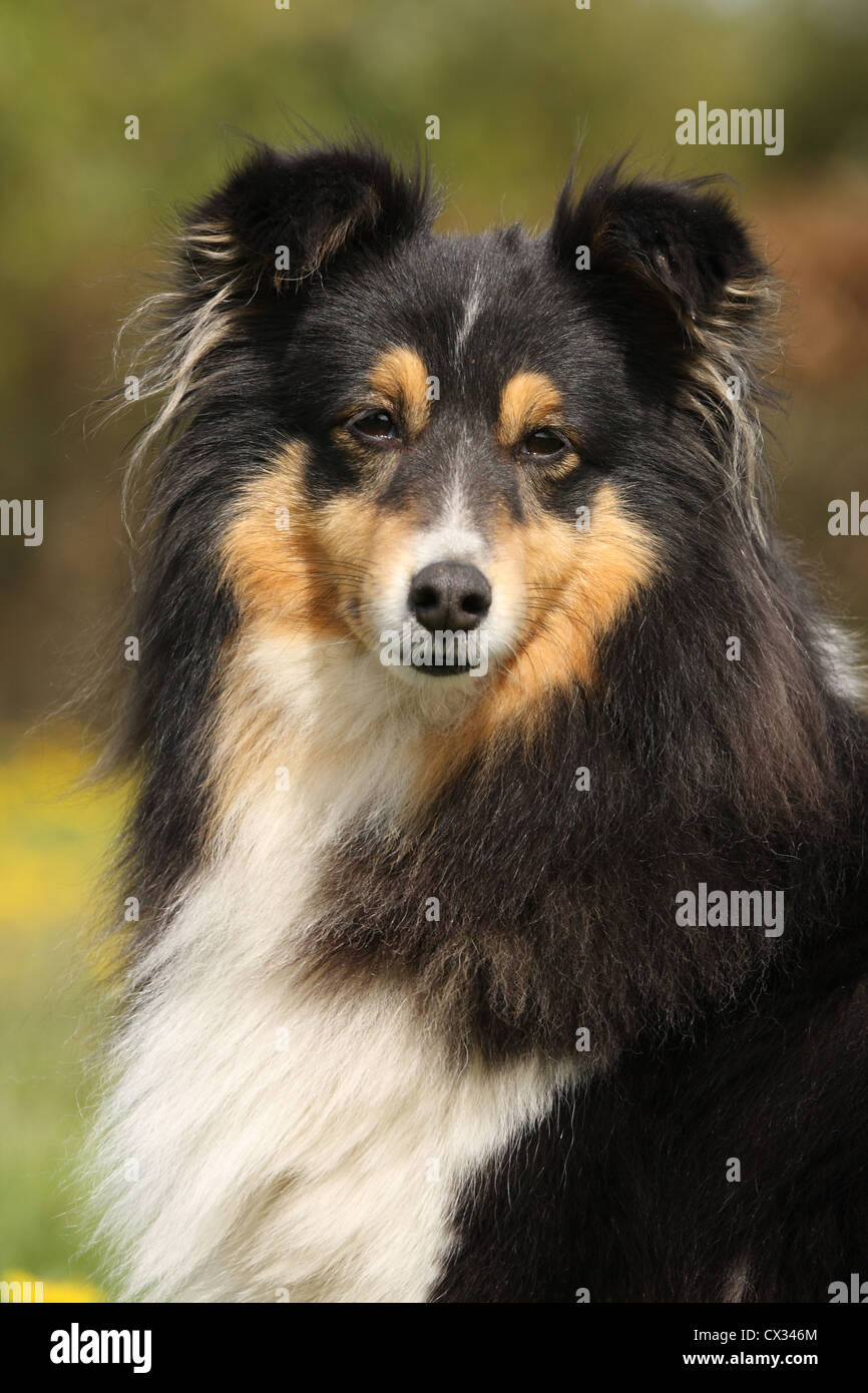 Shetland Sheepdog Portrait Stock Photo - Alamy