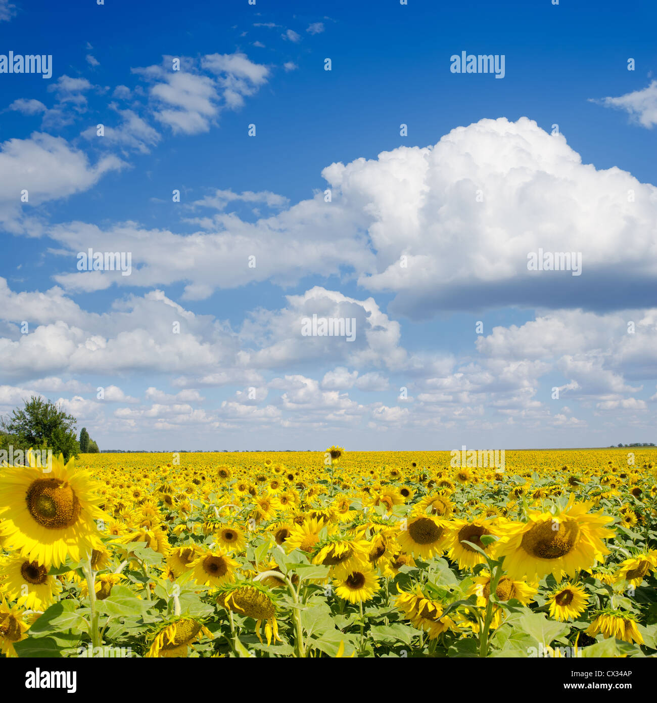 sunflower field under cloudy sky Stock Photo - Alamy