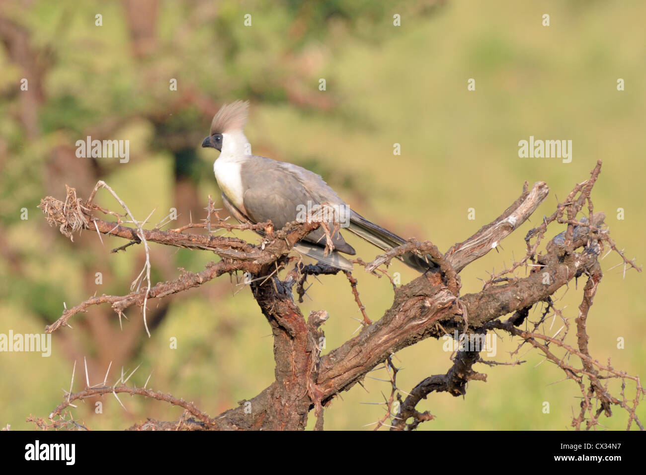 Bare-faced Go-away bird in a Tree Top Stock Photo