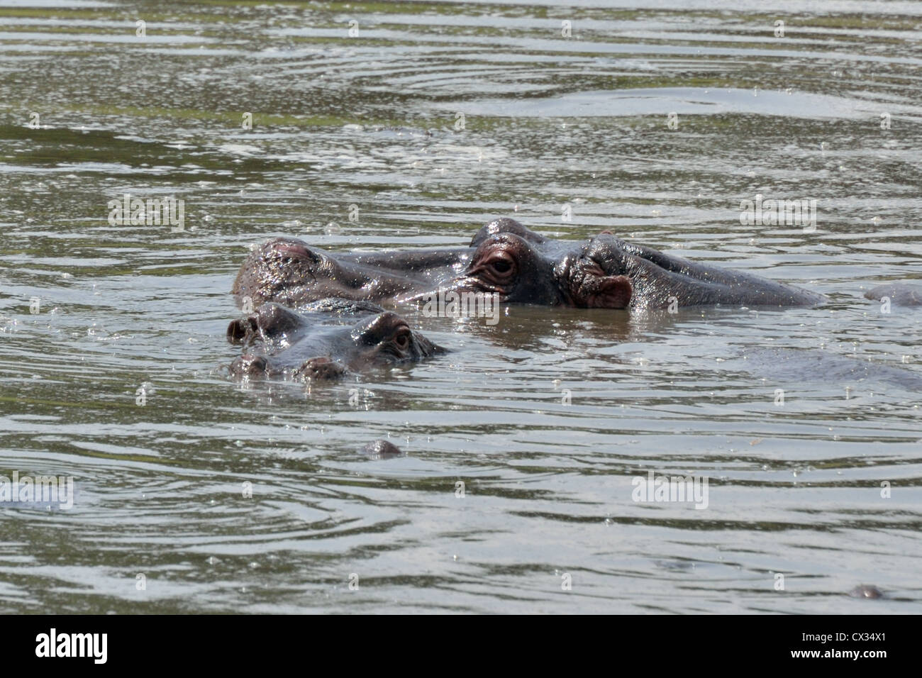 Pair of Hippos Stock Photo