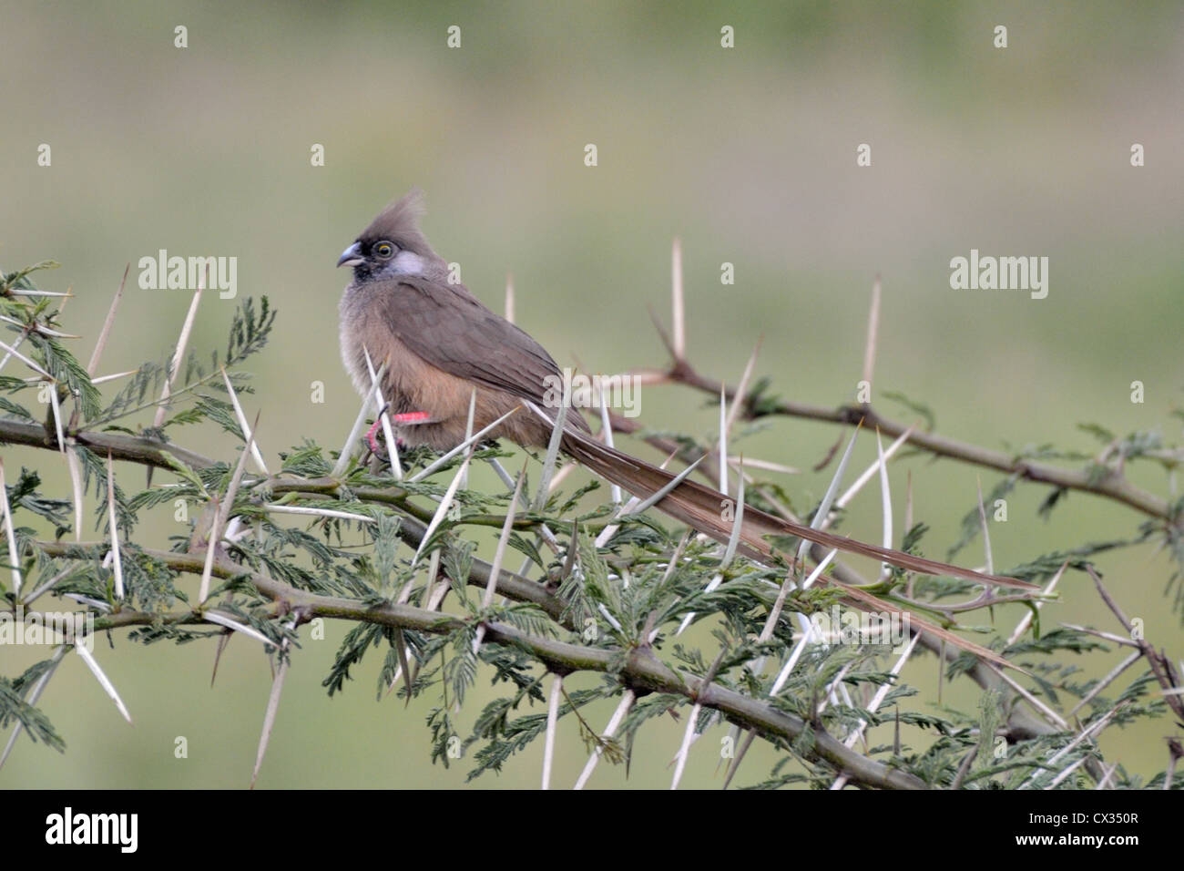 Speckled Mousebird in an Acacia Tree Stock Photo