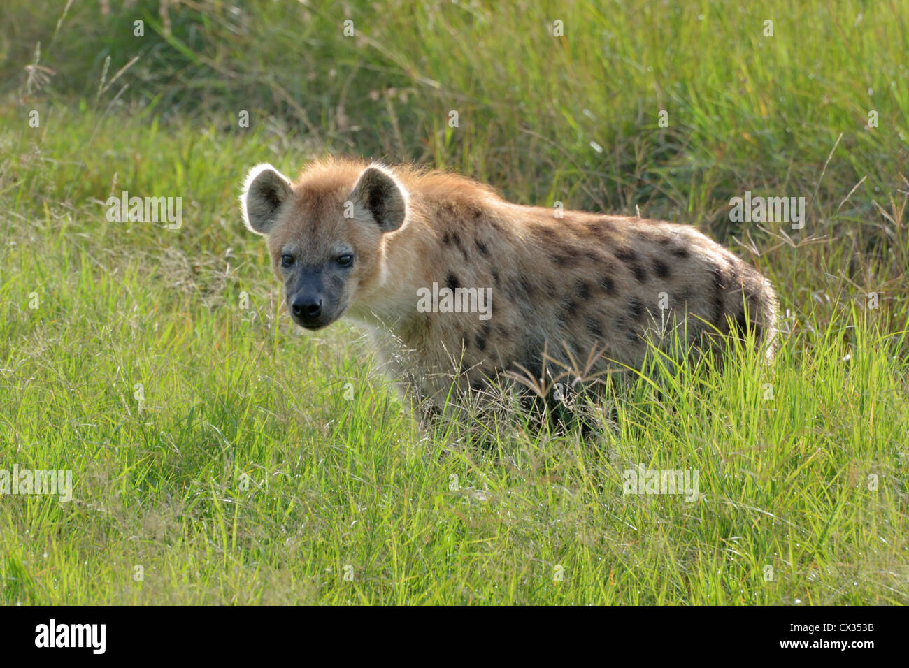 Spotted Hyena on the Plains Stock Photo