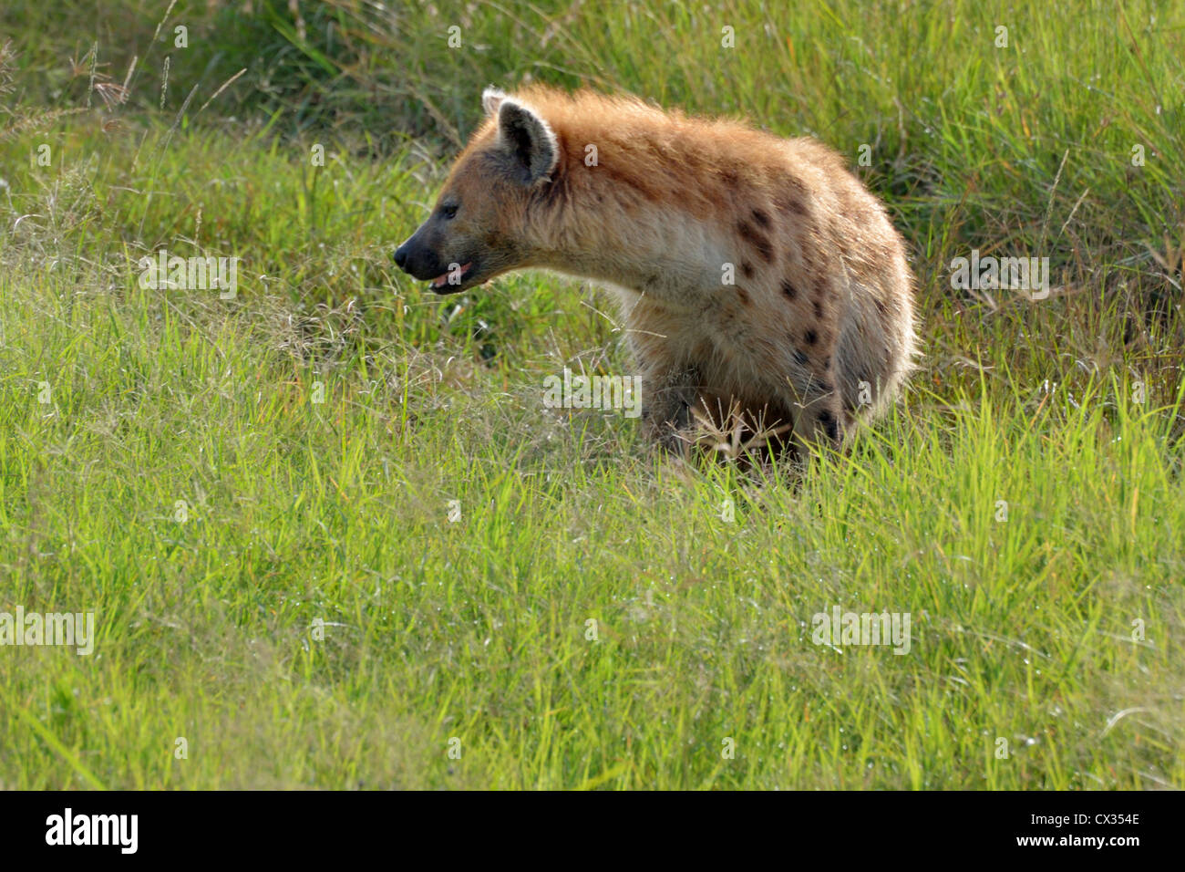 Spotted Hyena Stock Photo