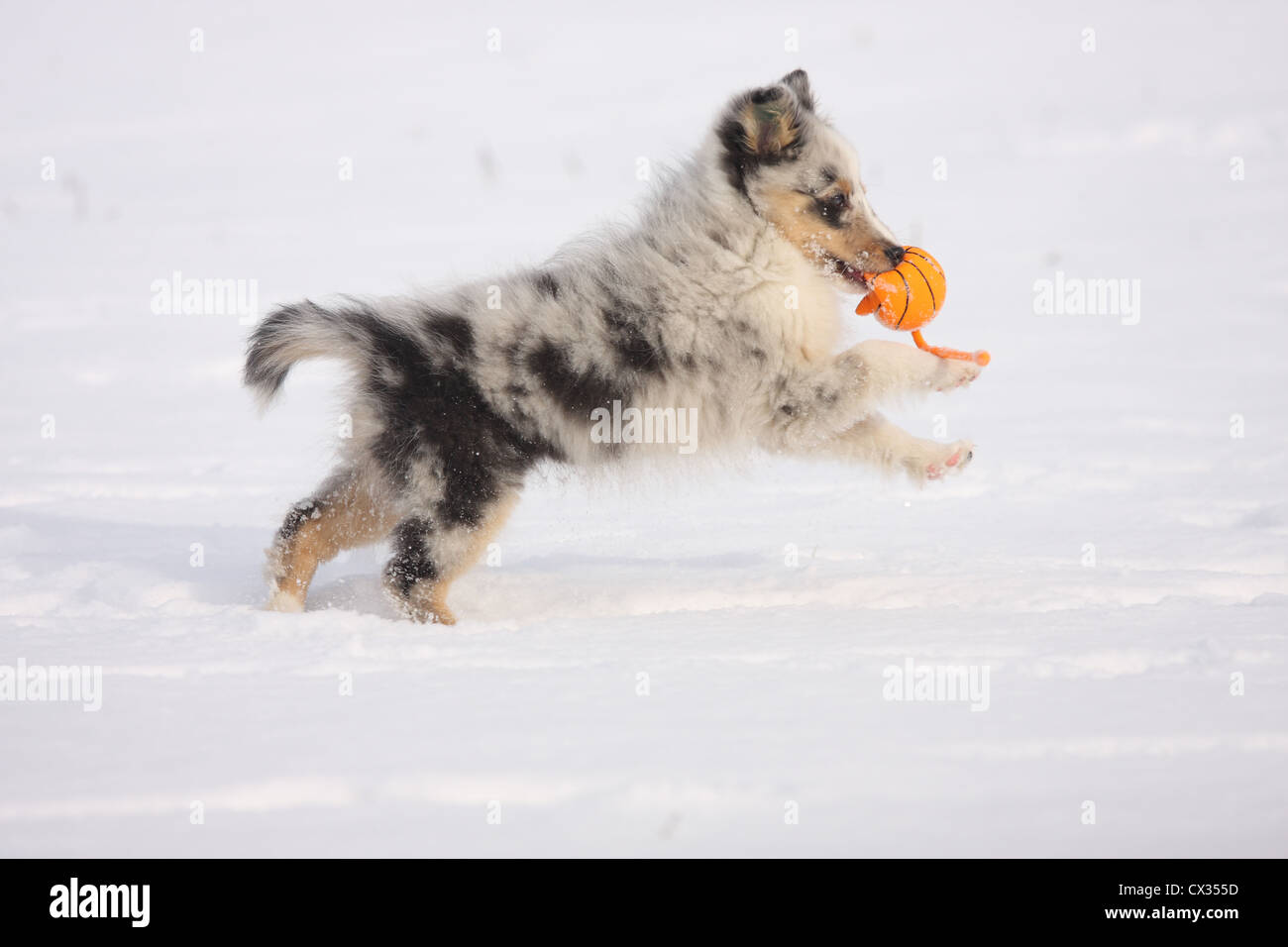 playing Shetland Sheepdog Puppy Stock Photo