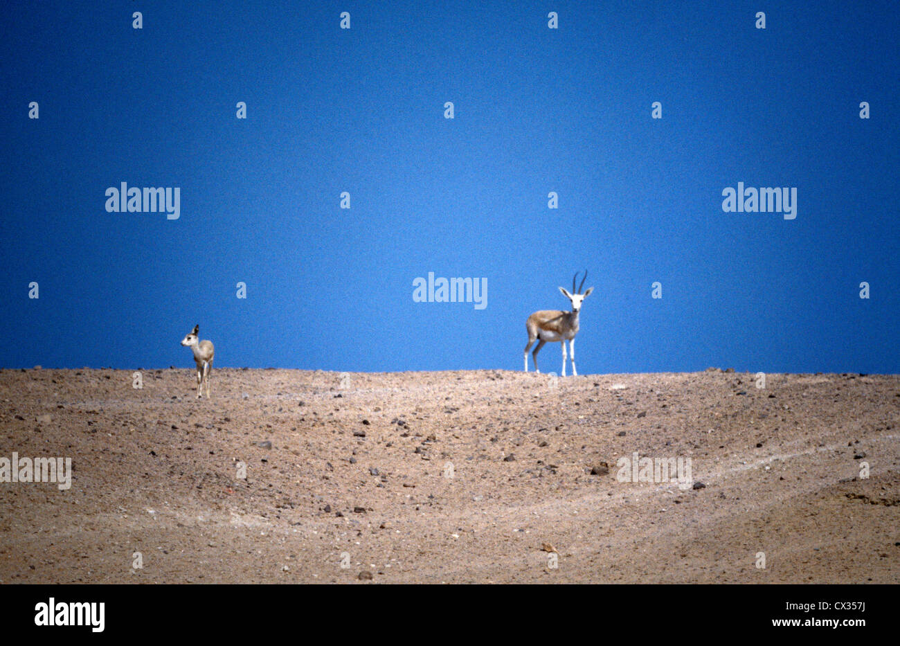 sir bani yas island location