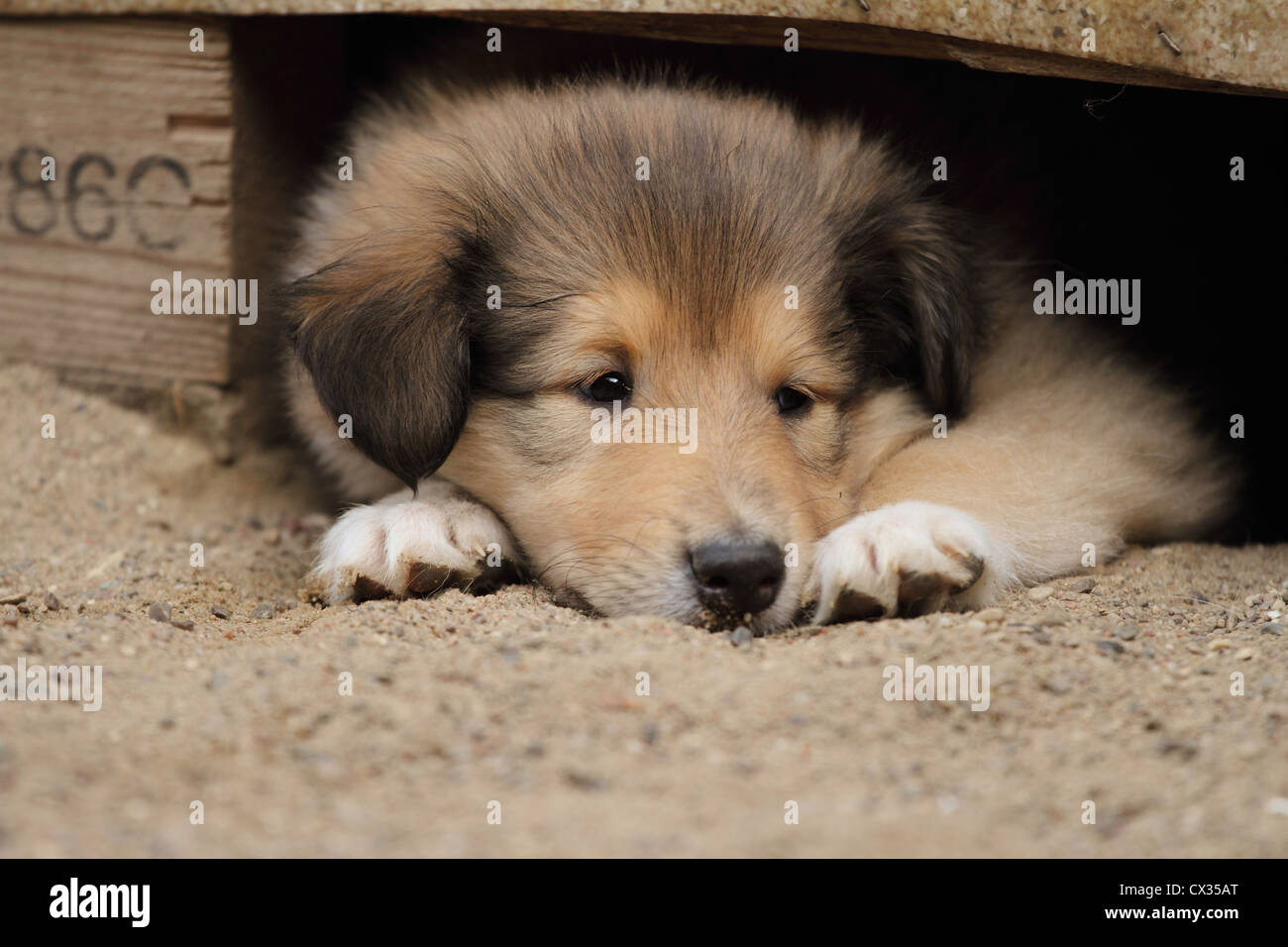 longhaired collie puppy Stock Photo