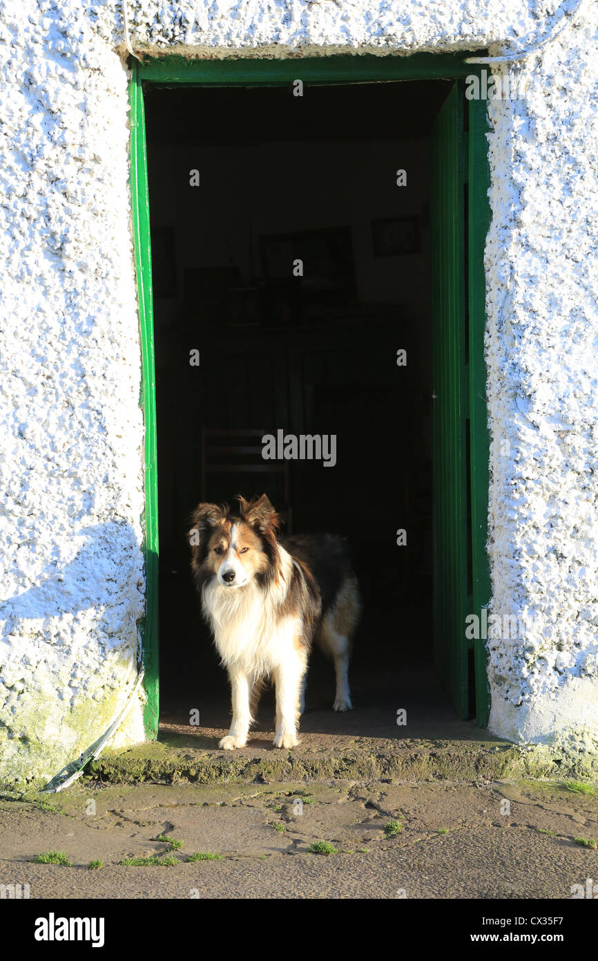 ireland county kerry, dog dogs doorway Stock Photo Alamy
