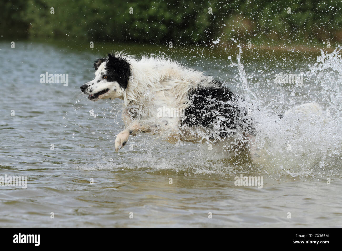running Border Collie Stock Photo - Alamy