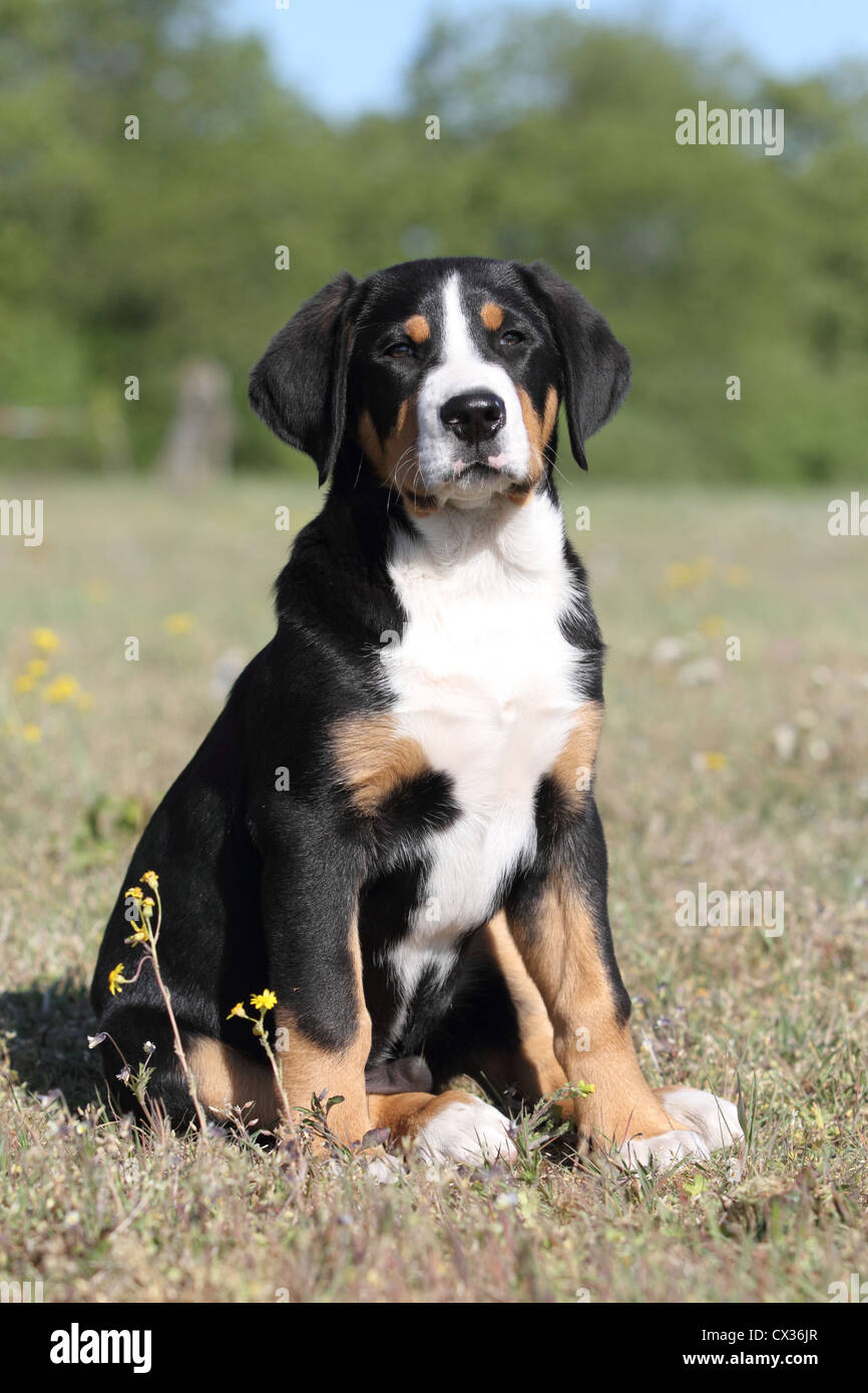 young Great Swiss Mountain Dog Stock Photo Alamy