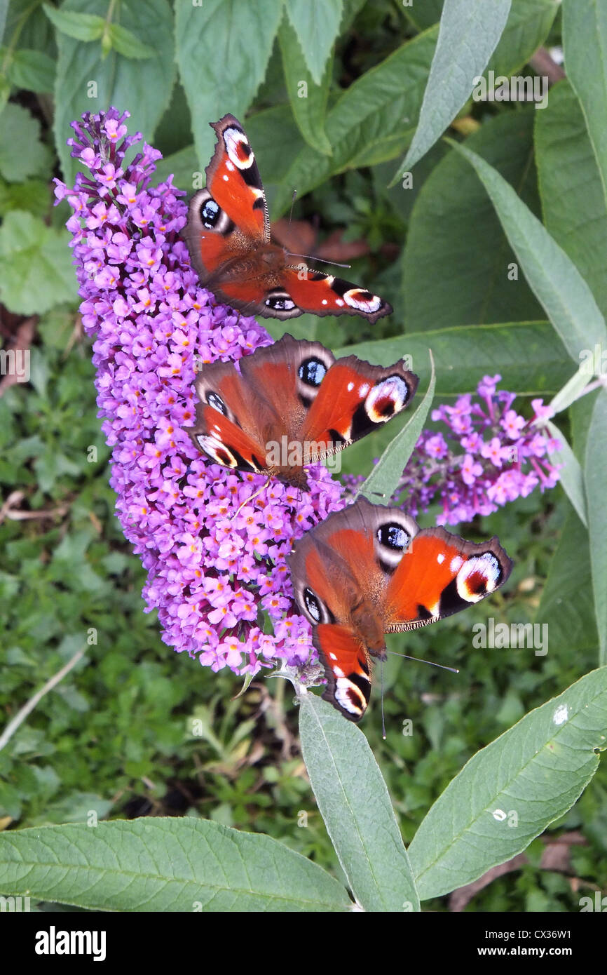 Three Peacock butterflies on a buddleia flower Stock Photo - Alamy