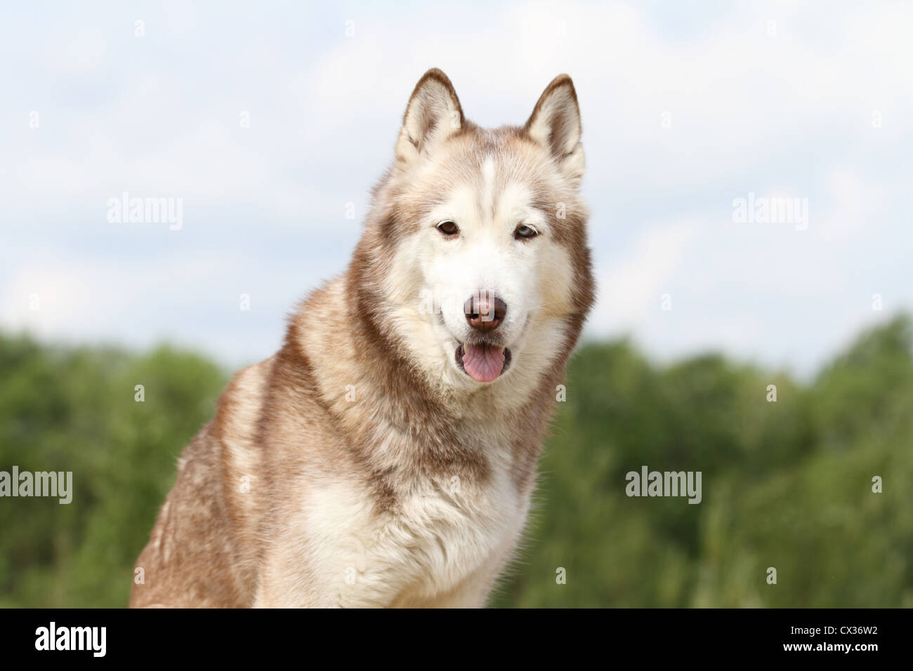 Siberian Husky Portrait Stock Photo