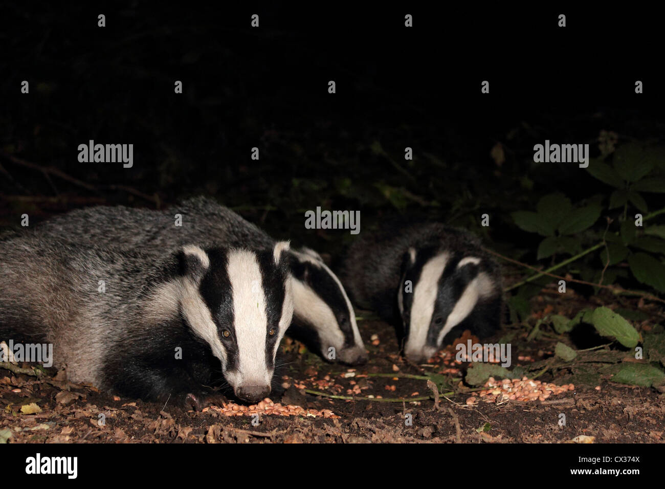 Badgers at night, eating peanuts Stock Photo Alamy