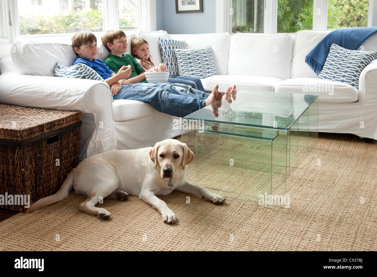 Dog Watching Tv Not People Stock Photos Dog Watching Tv Not