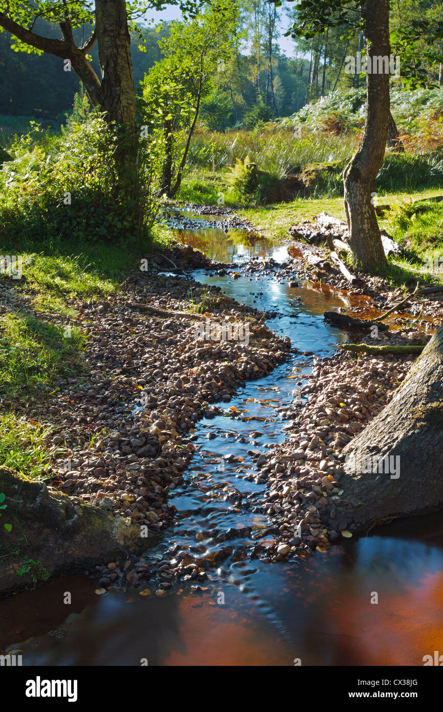 A small stream near Bolderwood in the New Forest Hampshire, taken  'contre-jour' meaning against the light Stock Photo - Alamy