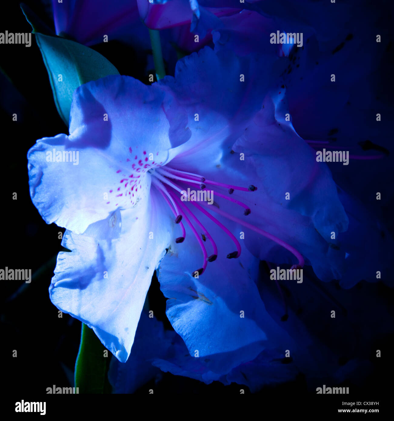 Blue rhododendron flower taken in Petwood Hotel grounds, Woodhall Spa,  Lincolnshire Stock Photo - Alamy