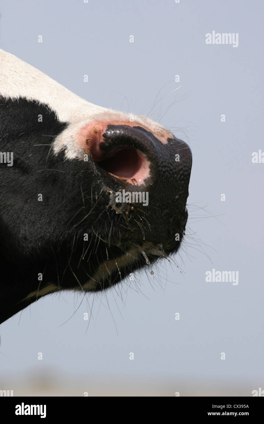 Cows noses hires stock photography and images Alamy