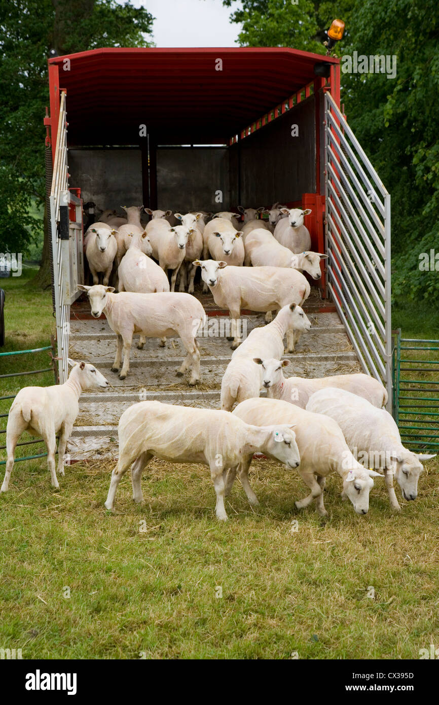Sheep Flock after shearing in a lorry UK Stock Photo