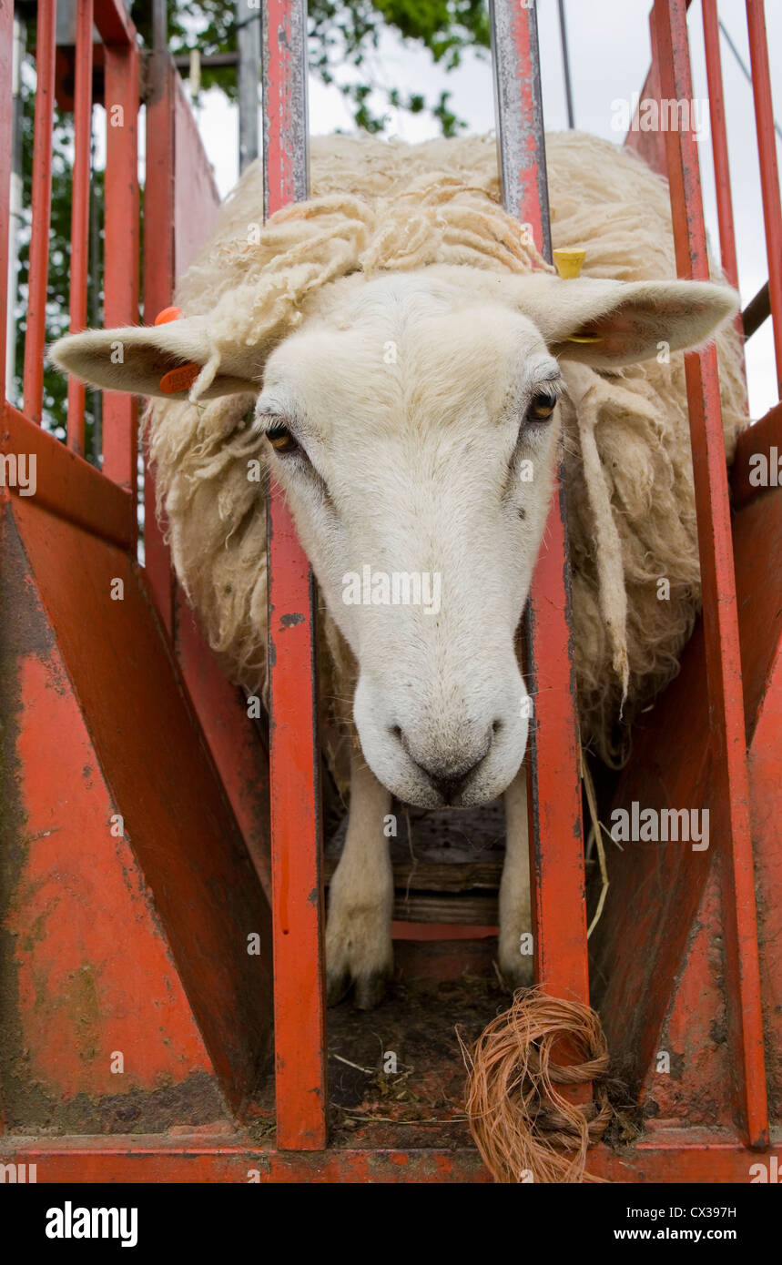 Sheep shear uk hires stock photography and images Alamy