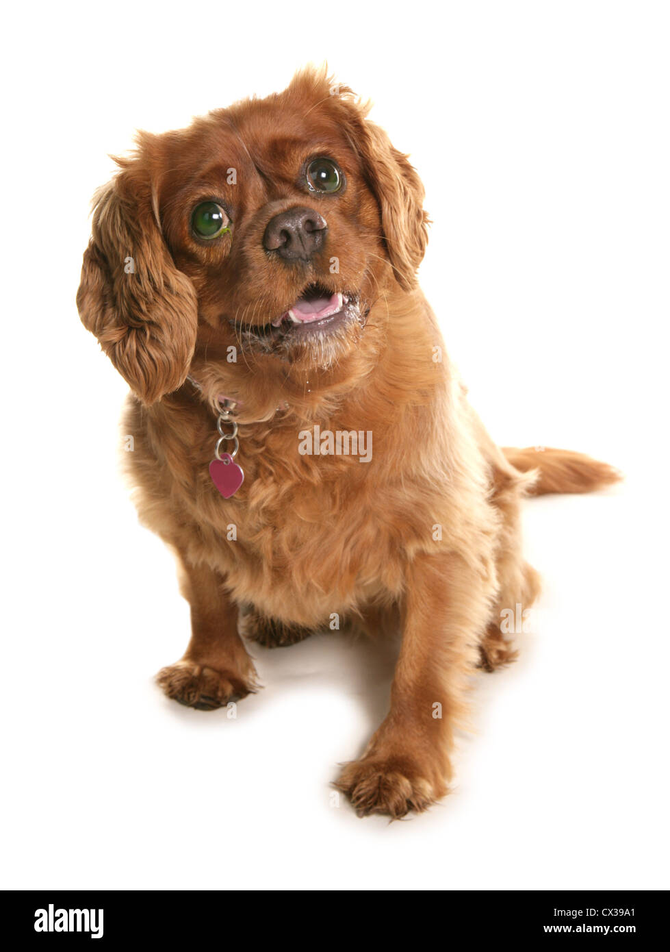 Dog eye drops hi-res stock photography and images - Alamy Dog eye drops hi-res stock photography and images - Alamy
