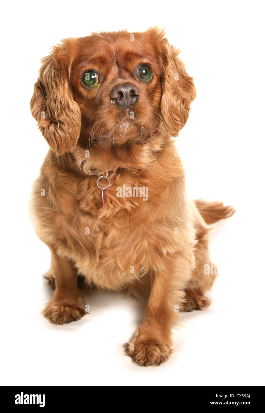 King charles spaniel Single dog with eye drops Studio, UK Stock Photo