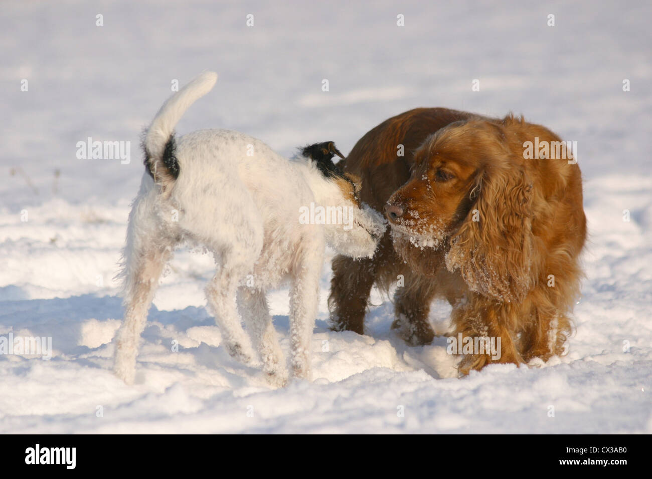 Parson Russell Terrier & Cocker Spaniel Stock Photo