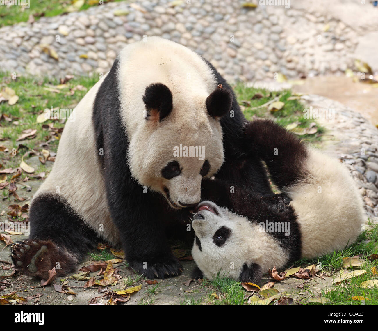 Giant panda with its baby Stock Photo