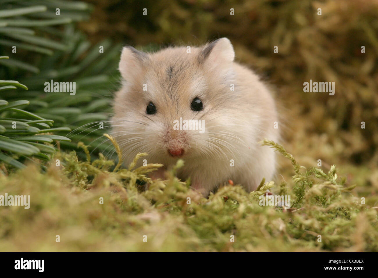 Hamster Stock Photo