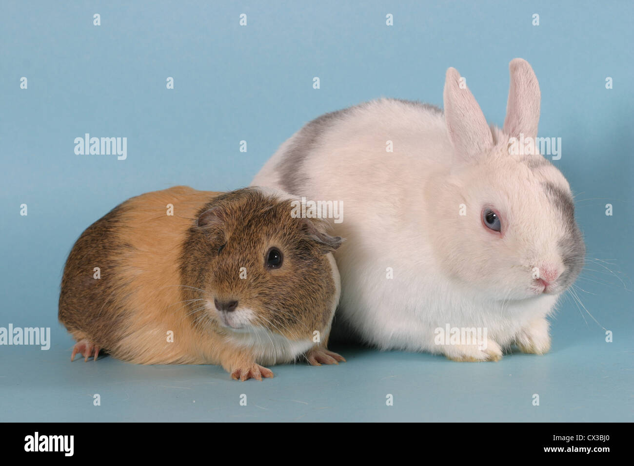 guinea pig & bunny Stock Photo Alamy