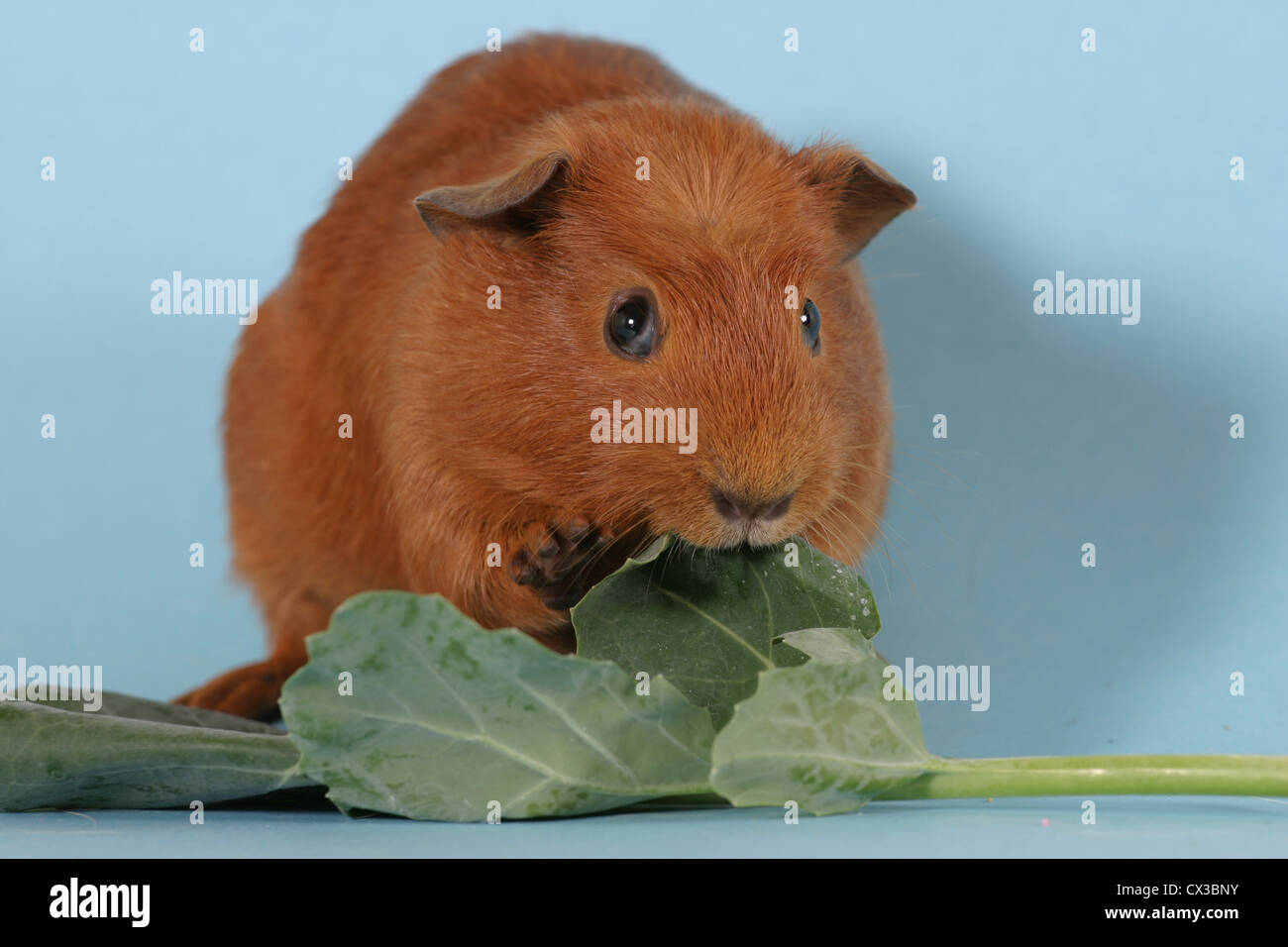 guinea pig Stock Photo