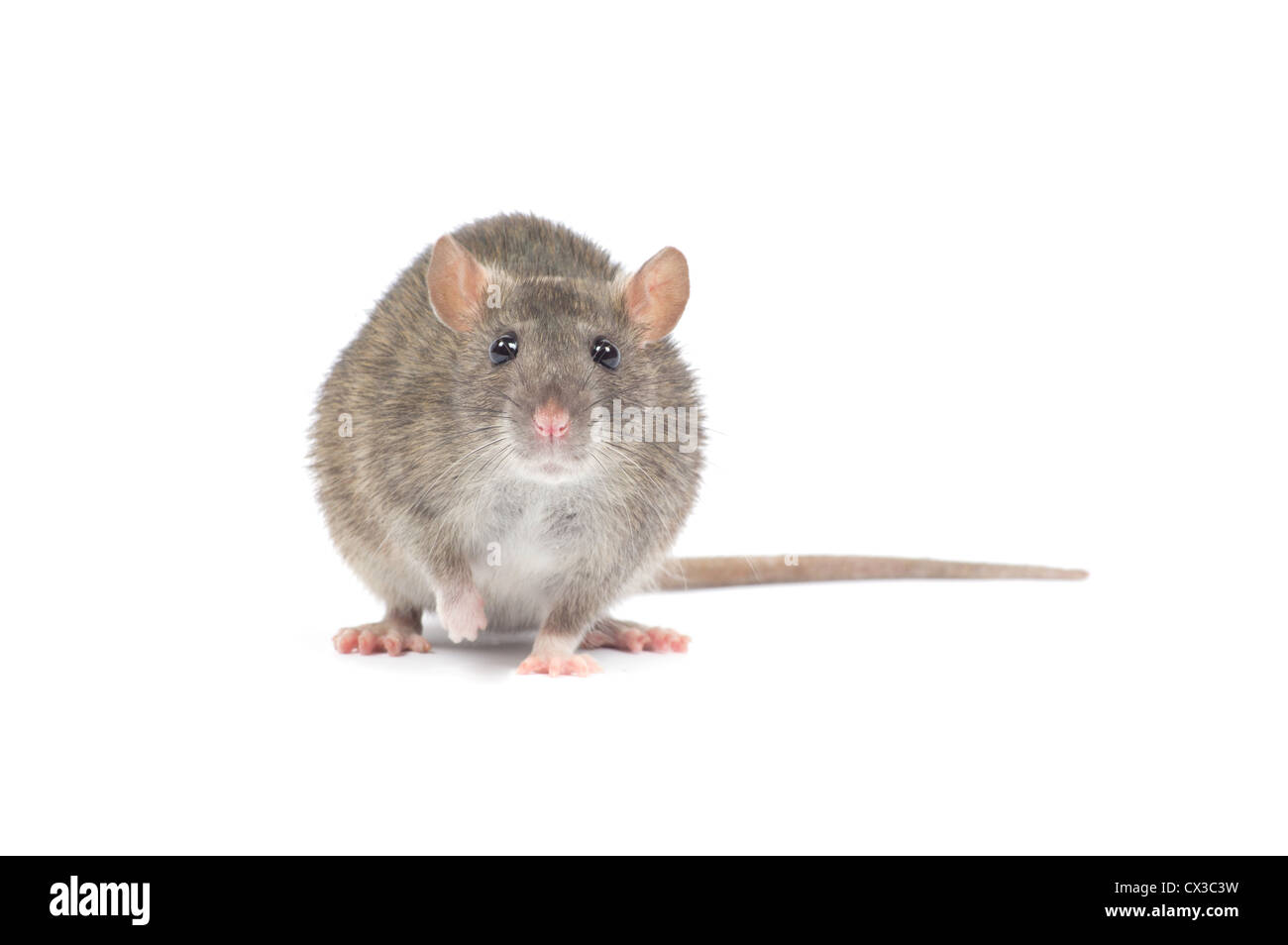 rat isolated on white background Stock Photo - Alamy