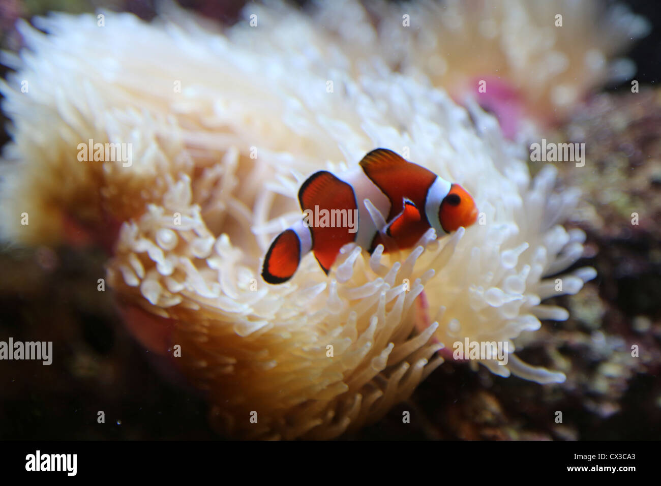 A Saltwater Aquarium Clownfish With Magnifica Anemone Stock Photo