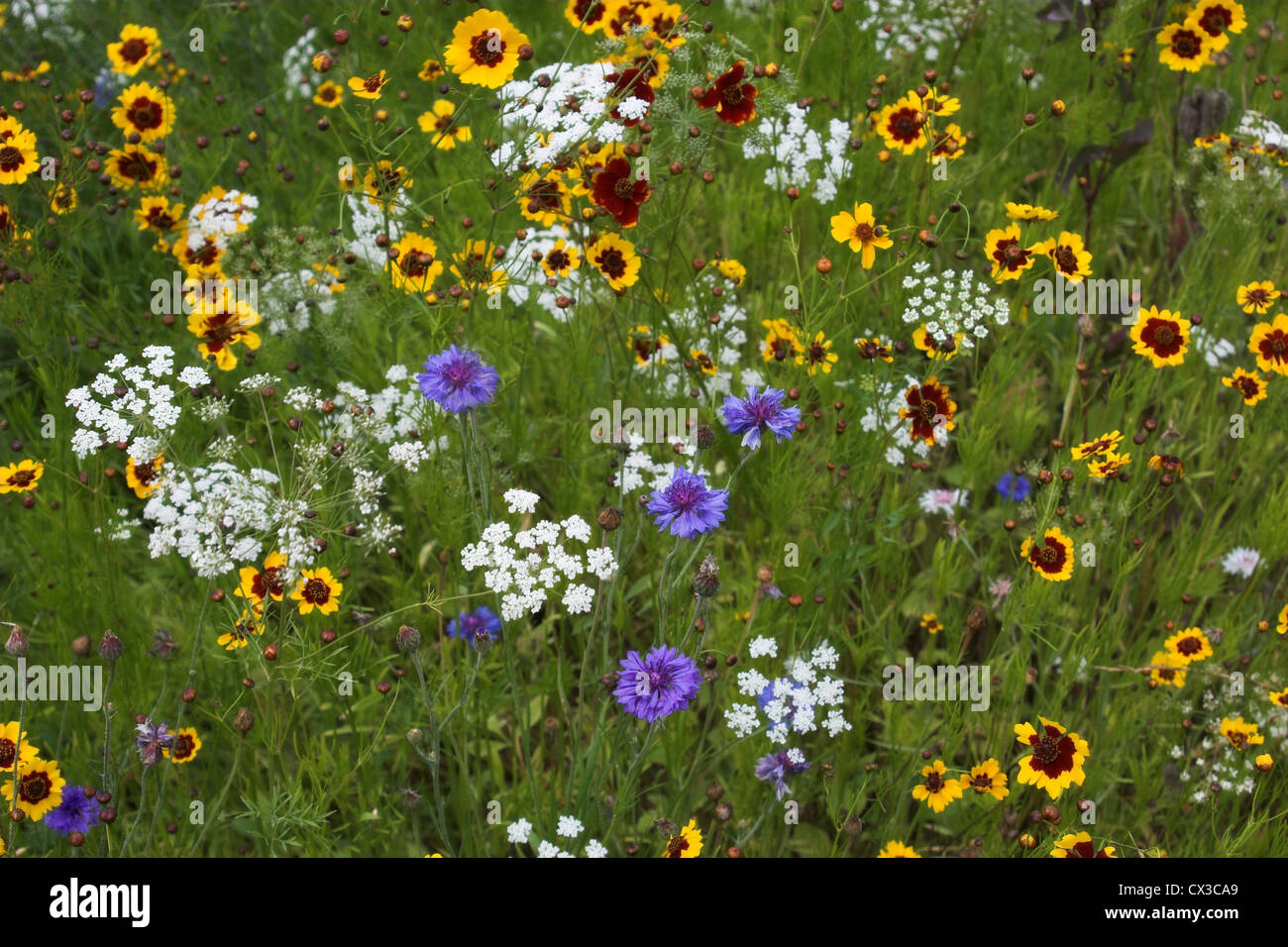 Wild flowers in a Summer Meadow Stock Photo - Alamy