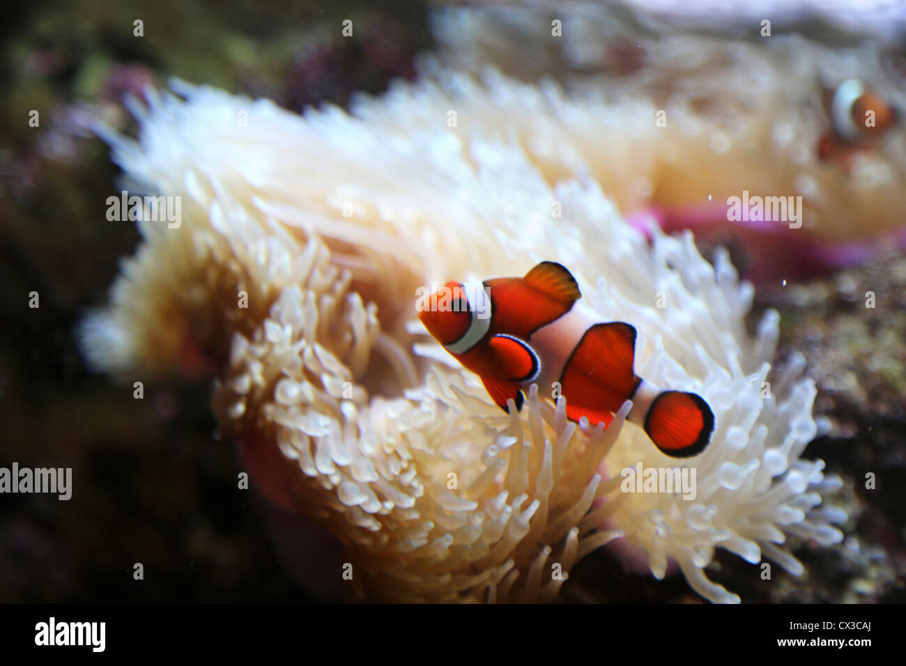 A Saltwater Aquarium Clownfish With Magnifica Anemone Stock Photo