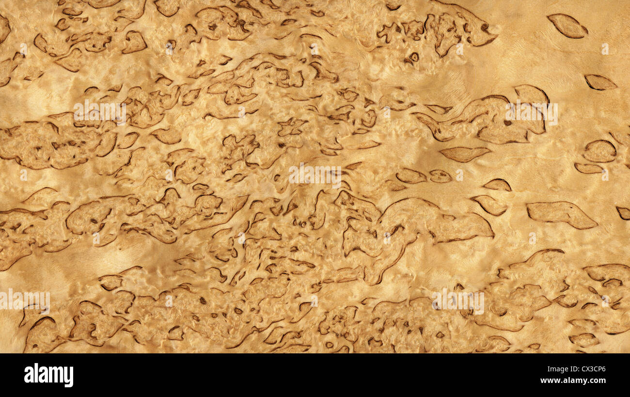 Karelian birch: description, photo 53 Karelian birch: description, photo 33