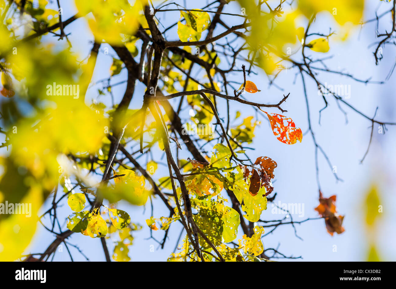 green leaves and tree branches in the nature Stock Photo - Alamy